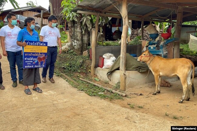 Charan Damrongkiatpana menunjukkan poster setelah memenangkan undian dalam program vaksinasi berhadiah sapi untuk meningkatkan vaksinasi COVID-19 di Provinsi Chiang Mai, Thailand, 8 Juni 2021. (Foto: Stringer/Reuters)