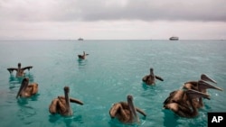 ARCHIVO - Pelícanos flotan en la bahía de Puerto Ayora, Galápagos, en enero de 2009. 