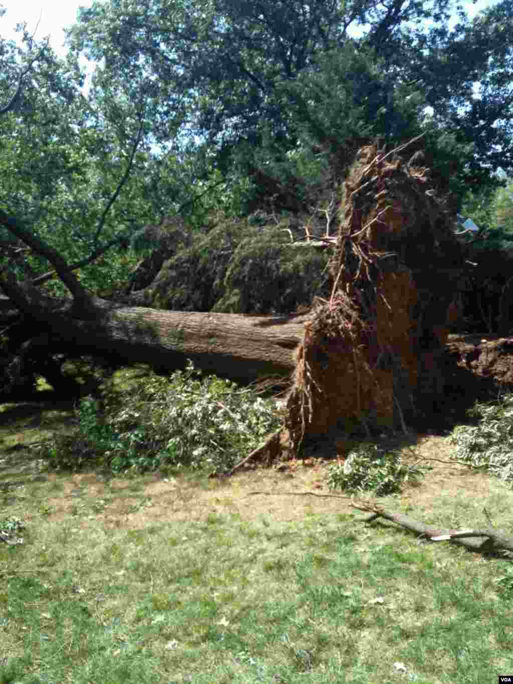 A tree that was knocked down in the storm, Alexandria, Virginia, June 30, 2012. (K. Maddux/VOA)