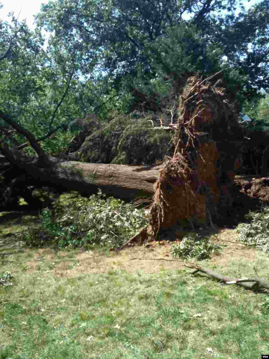 Một c&acirc;y bị đổ trong trận gi&ocirc;ng b&atilde;o, Alexandria, Virginia, 30-6-2012. (K. Maddux/VOA)