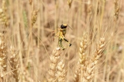 A locust is pictured in a field in Pishin district, some 60 km form Quetta, Pakistan, May 14, 2020.