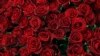 Colombia exportará 500 millones de flores para San Valentín