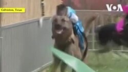 «Банановое дерби»