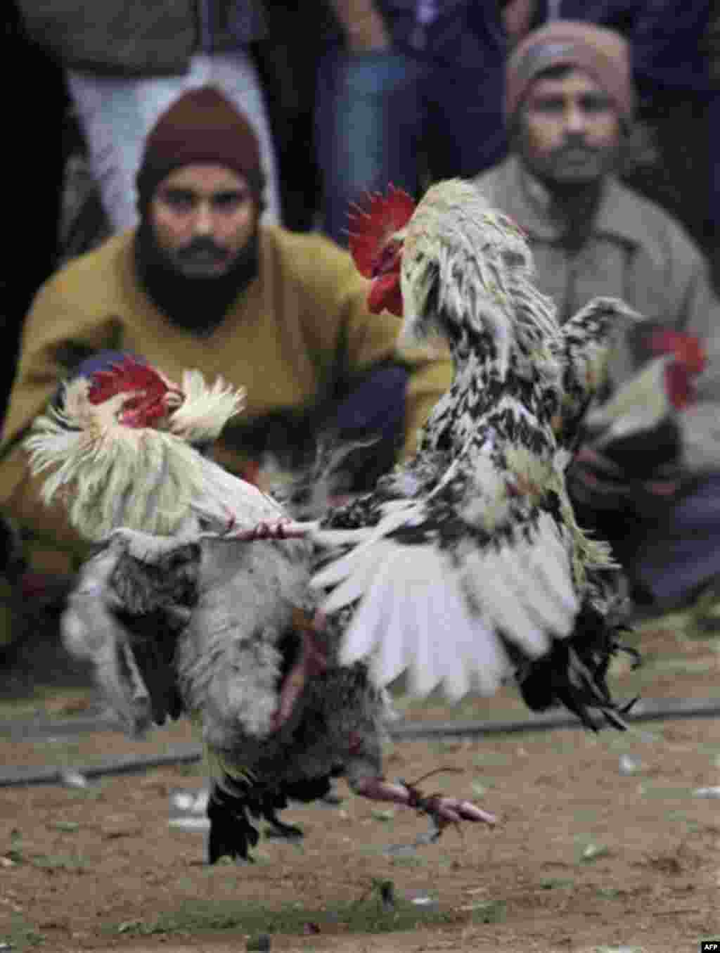A traditional cock fight takes place during the annual Jonbeel festival in Jagiroad about 75 kilometers (46 miles) east of Gauhati, India, Friday, Jan. 20, 2012. Tribal Tiwa people come down from Meghalaya hills to participate in Jonbeel festival where th