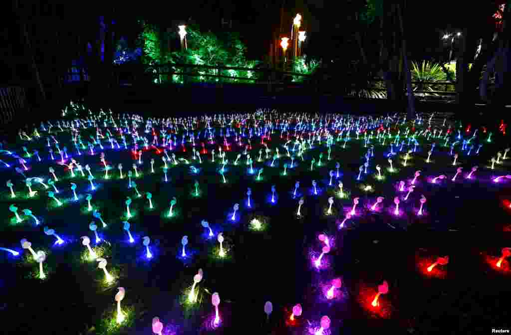 Peragaan tumbuhan yang bermandikan cahaya tampak dalam pratinjau pahatan dengan tema binatang yang teramncam punah di Kebun Binantang Taronga yang bermandikan cahaya yang menjadi bagian dari festival cahaya dan suara Vivid Sydney, yang diselenggarakan di Sydney, Australia.