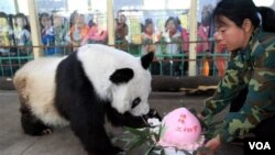 Los pandas son una de las grandes atracciones del Zoológico Nacional, en Washington.