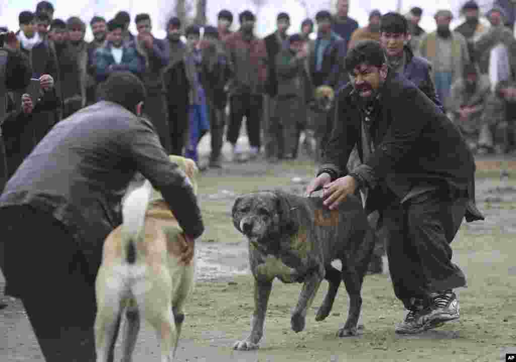 Para pemilik anjing mengikuti lomba adu anjing di distrik Paghman, Kabul, Afghanistan.