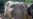 Elefante abandona Alaska por el frío