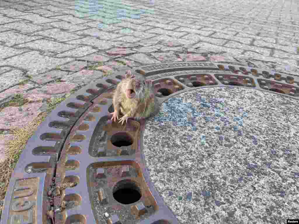 A rat is stuck in a manhole cover in Bensheim-Auerbach, Germany, in this image taken from social media.