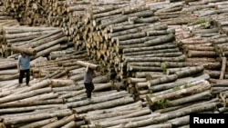 မြန်မာနဲ့ နယ်ချင်းထိနေတဲ့ တရုတ်နိုင်ငံ၊ ဟူဘီခရိုင်အလယ်ပိုင်း Baokang ဒေသက သစ်များ။ (မေ ၉၊ ၂၀၀၇)