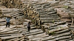 သစ်တောပျက်စီးပြုန်းတီးမှုများ
