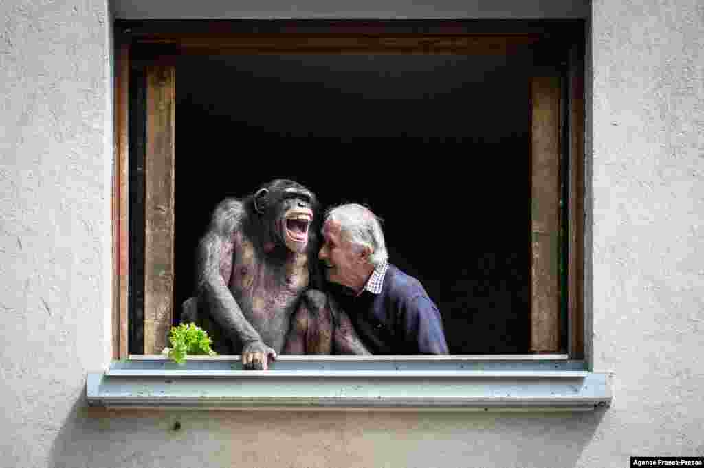 The owner of the zoo Pierre Thivillon laughs next to a chimpanzee, May 17, 2021, at the zoological park of Saint-Martin-la-Plaine, two days ahead of its reopening as part of France's latest step toward the ending of its third nationwide Covid-19 lockdown.