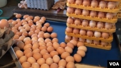 ໜ່ວຍໄຂ່ທີ່ເກັບມາຮັກສາໄວ້.