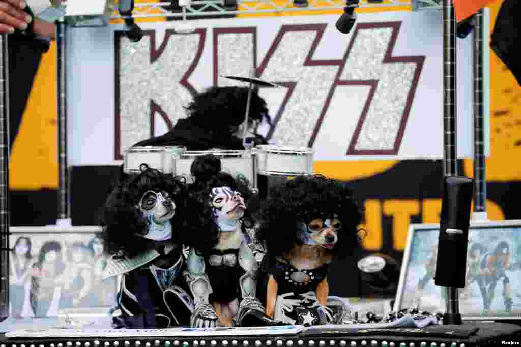 Cães mascarados de elementos do grupo rock Kiss participam num desfile de Halloween em Nova Iorque.