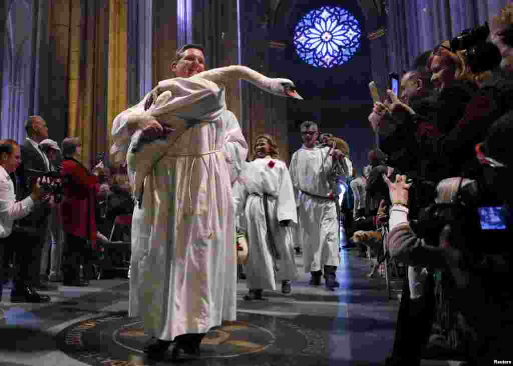 Seekor angsa digendong sepanjang lorong katedral pada prosesi hewan di Festival Santo Fransiskus tahunan ke-31 dan Pemberkatan Hewan di Katedral St. John the Divine di Manhattan, New York, 4 Oktober 2015.