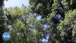 Awuliyaw-Muka Bal’inni Isaa Meetra 13, Hojjaan Immoo Meetra 40!