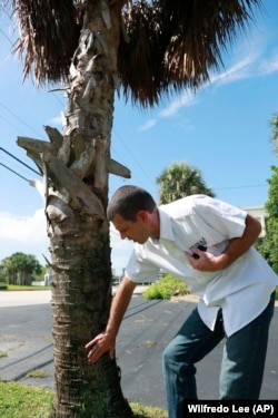 In this Wednesday, July 31, 2019, photo, Brian Bahder, assistant professor of entomology at the University of Florida, points to a cabbage palm tree that died from a lethal bronzing disease in Davie, Florida.