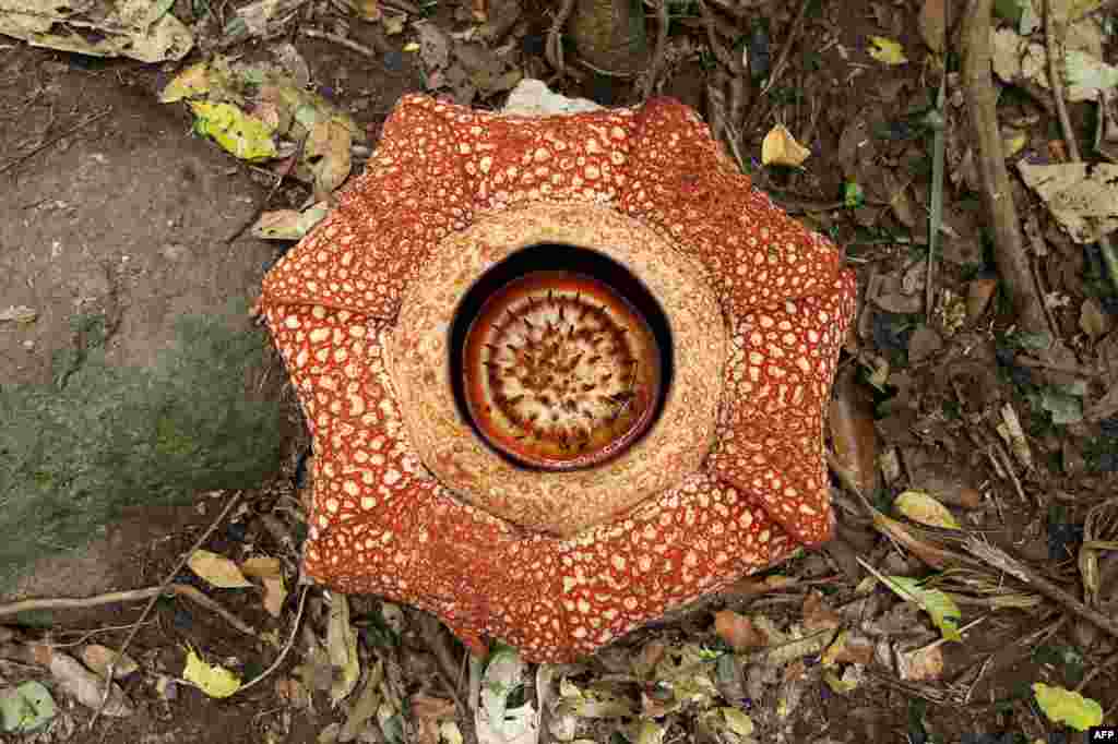 Seven-petal giant flower "Rafflesia arnoldii" is seen in full bloom in Padang Guci, Bengkulu on Indonesia's Sumatra island. The flower, named after British stateman Stamford Raffles and a British botanist Joseph Arnold, is a rare cabbage-like flower that normally has five flower petals, found mostly in the Sumatran rain forest.