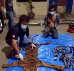 Kulit dan organ harimau Sumatera yang disita aparat di Bengkulu, 21 Juni 2021. (Courtesy: Kementerian Lingkungan Hidup dan Kehutanan RI)