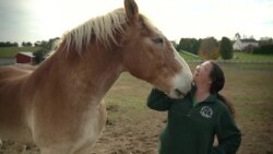 «Ніжні велетні»: як американські благодійники рятують гігантських коней від забою. Відео
