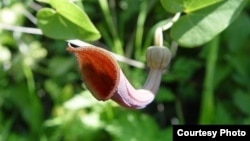 Natural remedies from a family of herbs called Aristolochia have been linked to kidney disease and cancer, according to British researchers. (Photo by Carsten Niehaus)