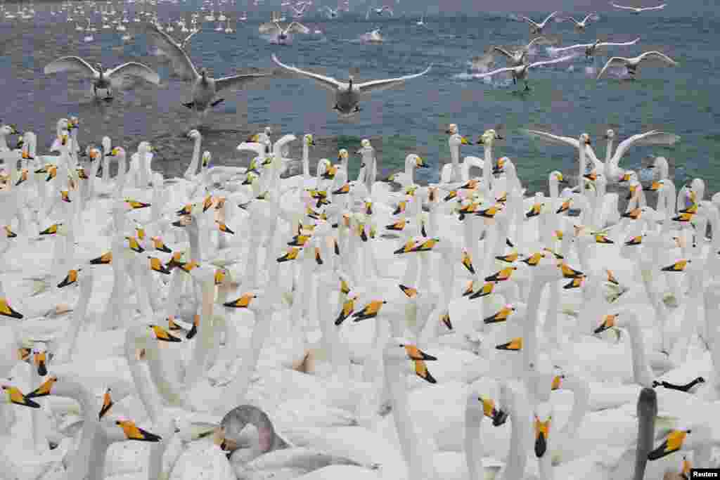 Swans are seen on the Swan lake at Rongcheng national swan nature reserve in Weihai, Shandong province, China, Jan. 8, 2018.