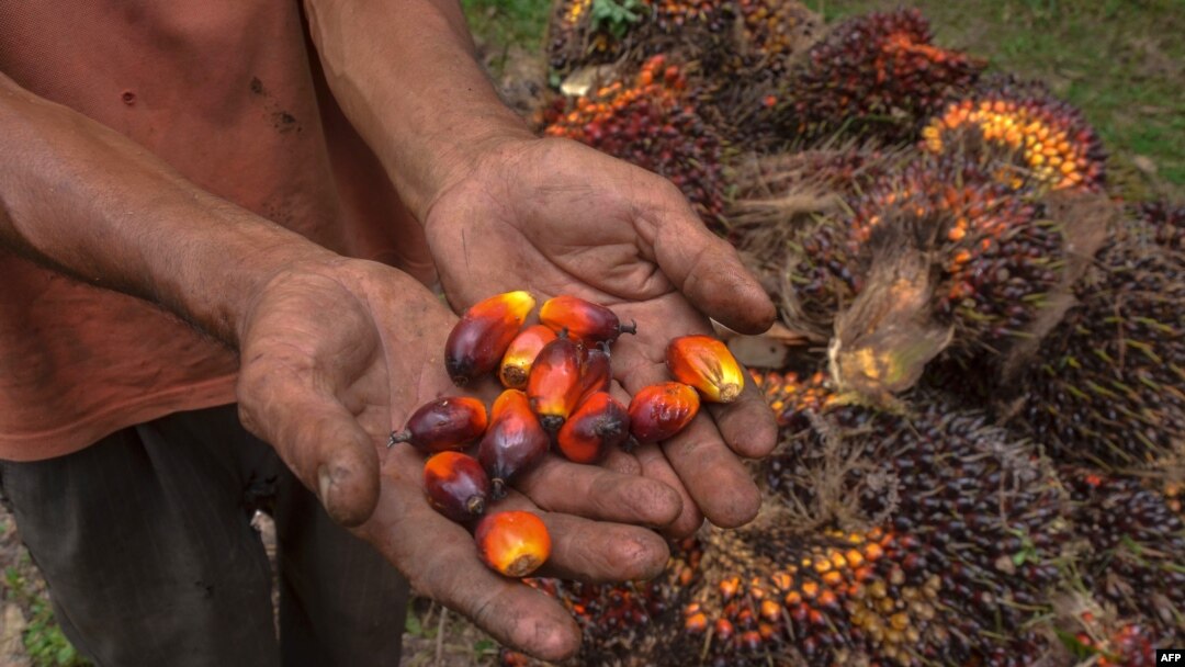 Seorang petani kelapa sawit memperlihatkan biji buah kelapa sawit di Kampar, Provinsi Riau, 20 Agustus 2018. (Foto: dok).