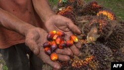 Seorang petani kelapa sawit memperlihatkan biji buah kelapa sawit di Kampar, Provinsi Riau, 20 Agustus 2018. (Foto: dok).