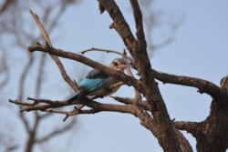 FILE - This March 2, 2013 photo shows a kingfisher in Botswana’s Okavango Delta.