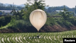 Sebuah balon yang diyakini dikirim oleh Korea Utara, membawa berbagai benda termasuk sampah dan kotoran, terlihat di atas sawah di Cheorwon, Korea Selatan. (Foto: via Reuters)
