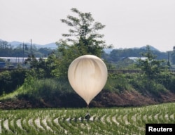 북한이 날려보낸 오물 풍선이 한국 철원 논밭 위에 아직 터지지 않은 채로 걸쳐있다.
