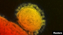 Gambar grafik elektron mikro Virus Sindrom Pernafasan Timur Tengah (MERS) ini dirilis oleh Institut Nasional untuk Penyakit Infeksi dan Alergi (NIAID) (Foto: dok). 