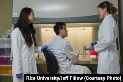 Rice University Researchers Investigating Brain Cell Growth
