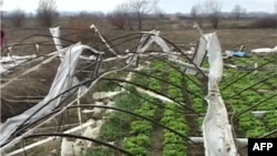 Moti i keq shkakton dëme në bujqësi në Veri të Shqipërisë