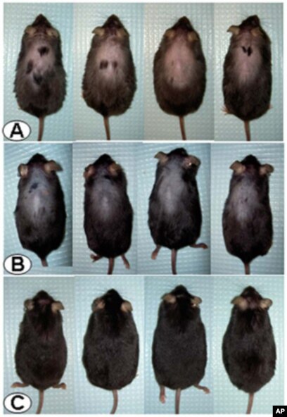 Researchers Stumble Across Hair Growth Treatment Researchers Stumble Across Hair Growth Treatment