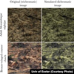 A side-by-side comparison of the same images, seen as a trichromat (left) and a dichromat (right).