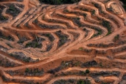 Survei udara oleh Greenpeace di Kabupaten Barito Utara di Kalimantan Tengah menunjukkan kegiatan penebangan pohon di hutan, 24 Februari 2014. (Foto: AFP/Bay Ismoyo)