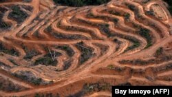 Survei udara "Greenpeace" di Kabupaten Barito Utara, Kalimantan Tengah menunjukkan penebangan hutan untuk pembukaan lahan perkebunan kelapa sawit tahun 2014. (Foto: AFP/Bay Ismoyo)