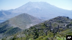 Regrowth in the Mount St. Helens blast zone