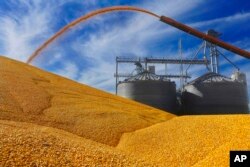 FILE - Central Illinois farmers deposit harvested corn on the ground outside a full grain elevator in Virginia, Illinois, Sept. 23, 2015. While Mexico buys about a quarter of U.S. corn exports — it is the largest foreign buyer — Sen. Armando Rios Piter wants to stop Mexico's imports of U.S. corn and replace them with suppliers from Brazil, Argentina or other countries.