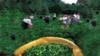 نابودی هزاران هکتار باغ چای
