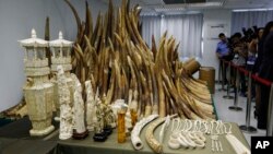 Para jurnalis memotret sitaan gading gajah yang akan dihancurkan setelah pemerintah Hong Kong berhasil membongkar perdagangan satwa liar illegal, menghancurkan populasi gajah Afrika, Hong Kong, 15 Mei 2014.
--
Journalists take pictures of the confiscated African ivory which will be destroyed as Hong Kong cracks down on an illegal wildlife trade that is devastating Africa's elephant population, Hong Kong, May 15, 2014.