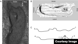 The ancient human footprint discovered from the Pilauco archaeological site, in northern Patagonia, Chile, is believed to be at least 15,600 years old. (PLOS One)