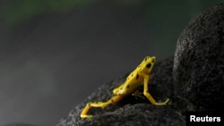 Una rana dorada panameña miembro de una especia en grave peligro de extinción.