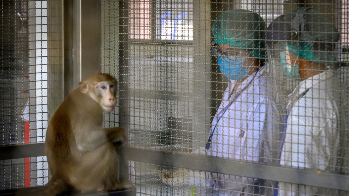 中国报告首例人类感染猴B病毒死亡病例