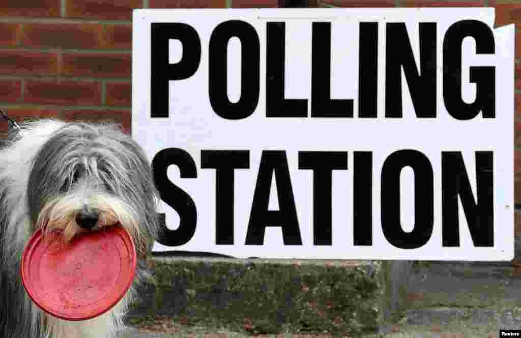 테레사 메이 영국 총리가 유럽의회 선거 투표를 하기 위해 들른 영국 소닝의 투표소 밖에서 강아지가 주인을 기다리고 있다. 유럽연합(EU)을 대표할 의원들을 선출하는 유럽의회 선거가 영국과 네덜란드를 시작으로 나흘간의 대장정에 들어갔다.&nbsp;