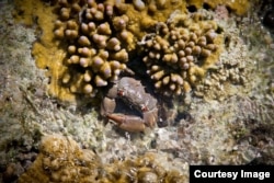 Kepiting biru di Lady Elliot Island, Great Barrier Reef, Queensland, Australia, March 20, 2015, (Courtesy Image, DFAT / Patrick Hamilton).