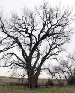 Members of the Hackbart family stand next to a giant cottonwood tree on the family property near Milford, Neb., April 13, 2002. The national co-champion Eastern cottonwood tree is between 100-and 150-years old. (AP Photo)