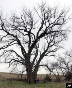 FILE - Members of the Hackbart family stand next to a giant cottonwood tree on the family property near Milford, Neb., April 13, 2002. The national co-champion Eastern cottonwood tree is between 100-and 150-years old, stands 85 feet tall with a 36-foot, 9-inch girth.