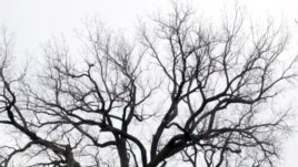 Members of the Hackbart family stand next to a giant cottonwood tree on the family property near Milford, Neb., April 13, 2002. The national co-champion Eastern cottonwood tree is between 100-and 150-years old. (AP Photo)